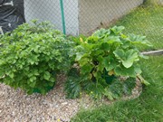 Zahrádka ve školce